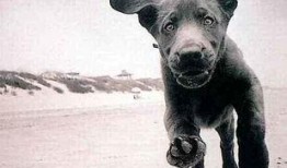 狗吠在线观看,揭秘宠物与人类情感交织的温馨故事